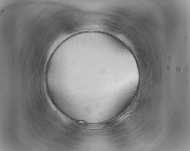 X0000072981440200608041232