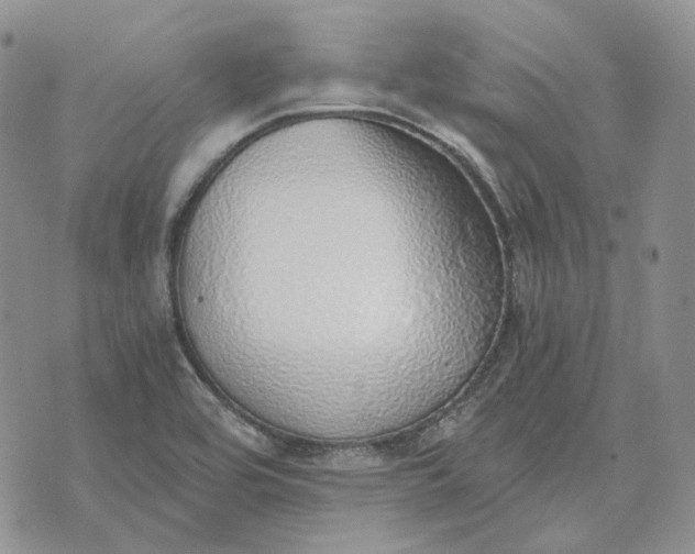 X0000072981464200608041231