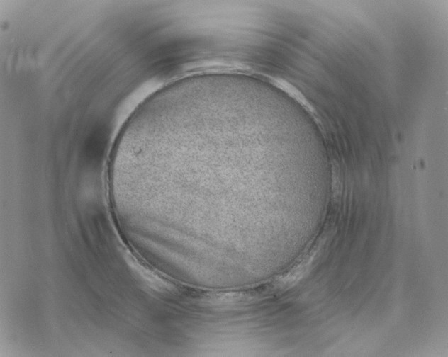 X0000072981474200608041231