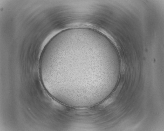 X0000072981486200608041230