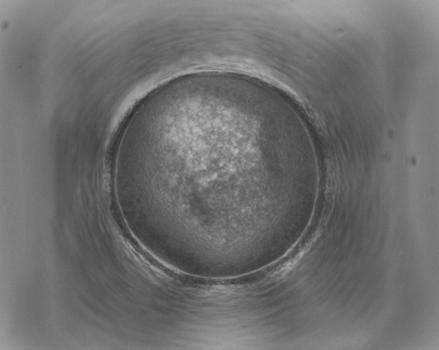 X0000072981506200608041230