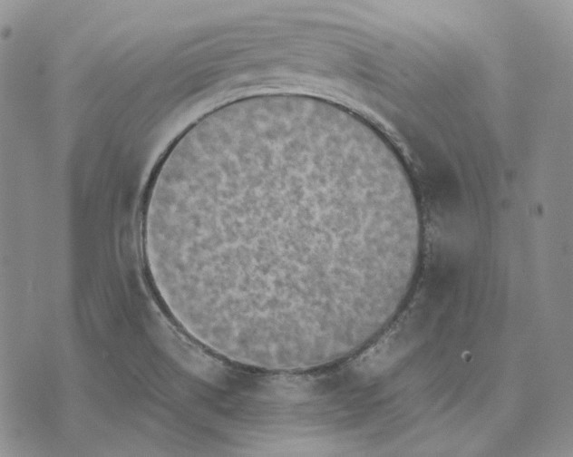 X0000072981514200608041230