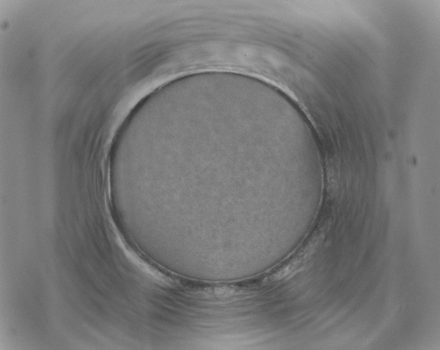 X0000072981515200608041230