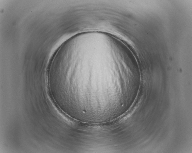 X0000072981517200608041230