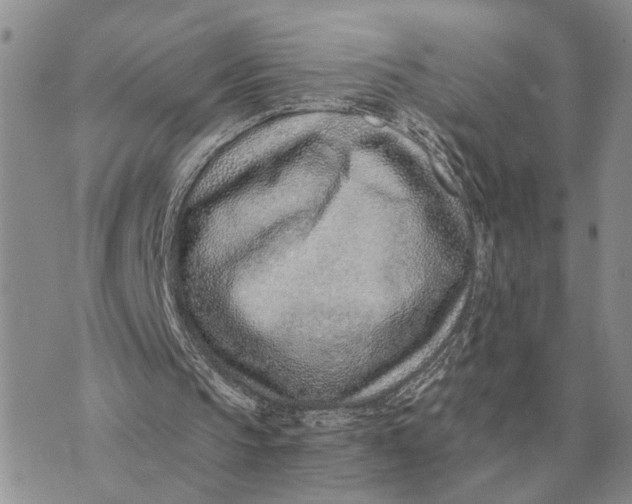 X0000072980145200608111750