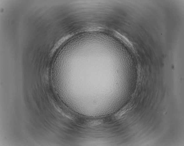 X0000072980155200608111750