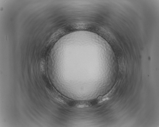 X0000072980175200608111750