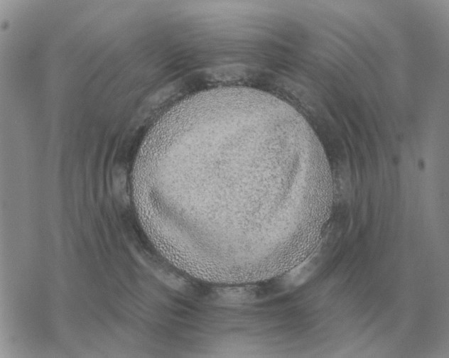 X0000072980187200608111750