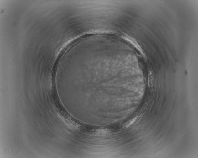 X0000072980204200608111750