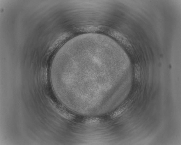 X0000072980206200608111750