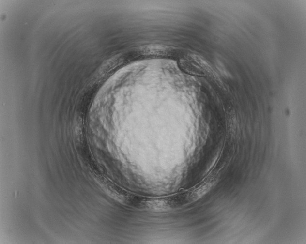 X0000072980265200608111749