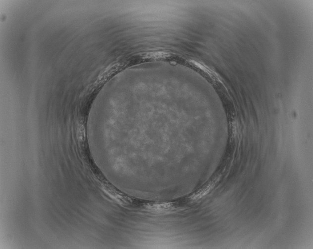 X0000072980517200608111744