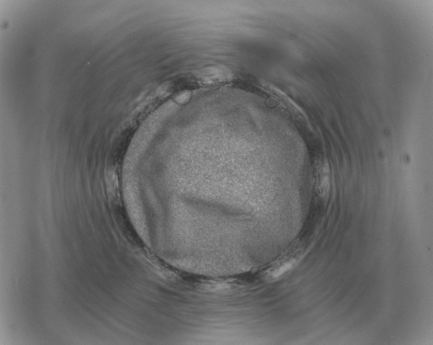 X0000072980523200608111744