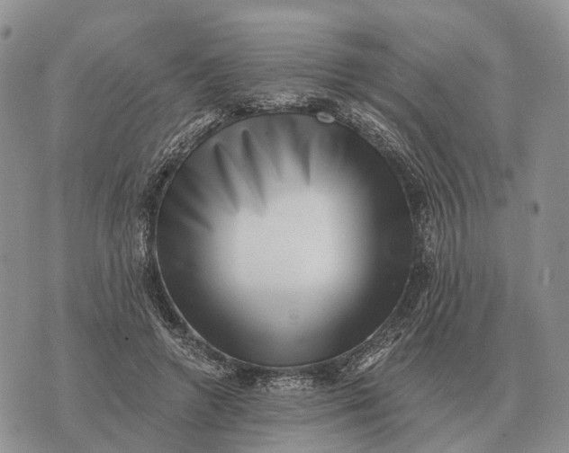 X0000072980546200608111744