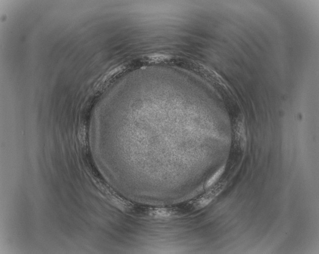 X0000072980565200608111744