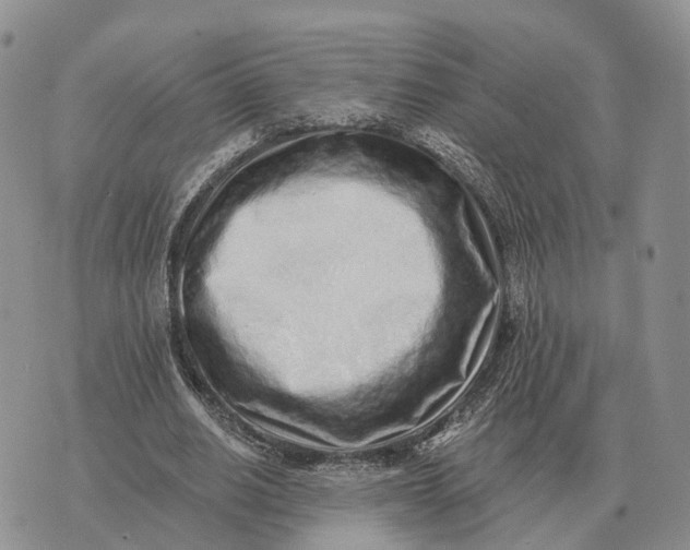 X0000072980630200608111742