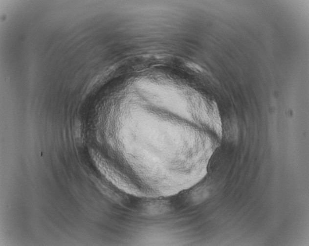 X0000072980670200608111743