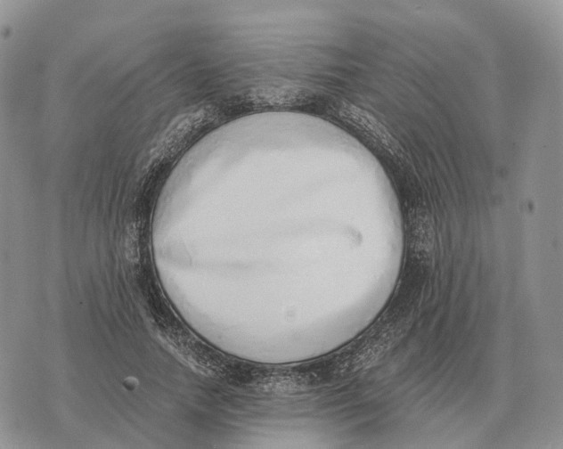 X0000072980738200608111741