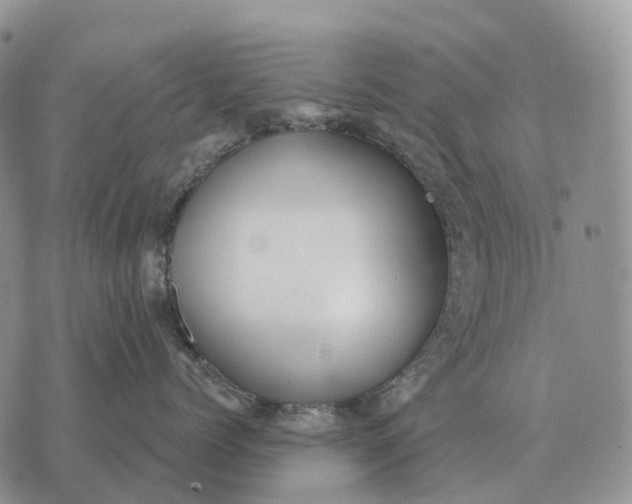 X0000072980768200608111741