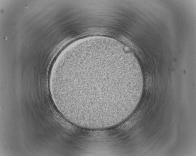 X0000072980836200608111739