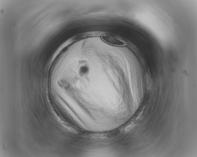 X0000072980861200608111740