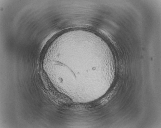 X0000072980875200608111739