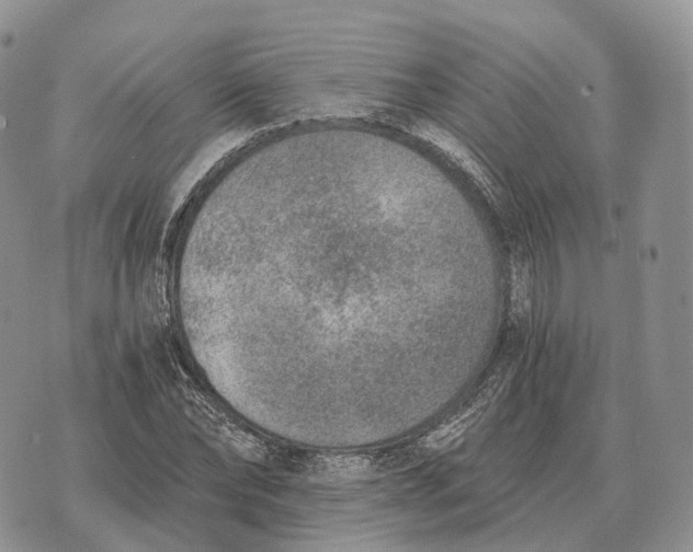 X0000072980878200608111739