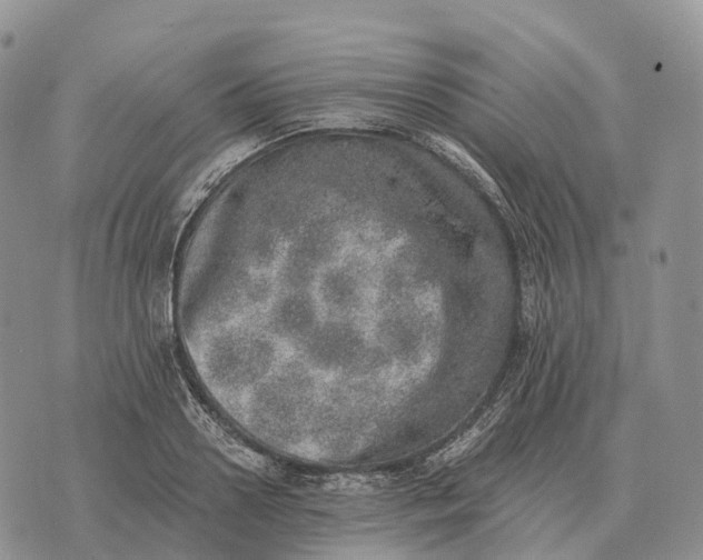 X0000072980938200608111738