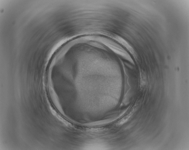 X0000072980958200608111738