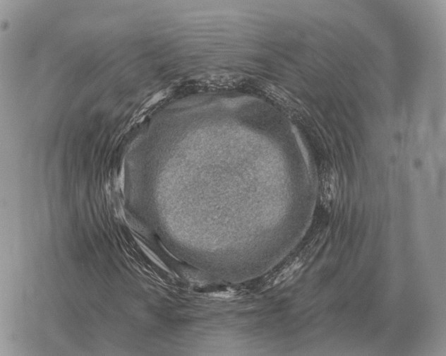 X0000072981010200608111736