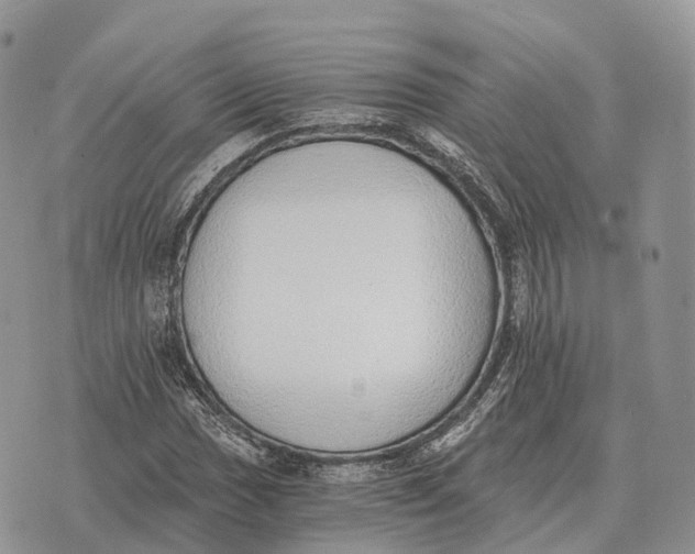 X0000072981017200608111736