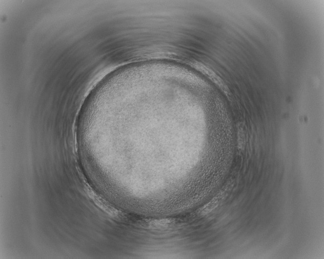 X0000072981031200608111736