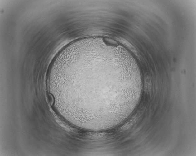 X0000072981039200608111736