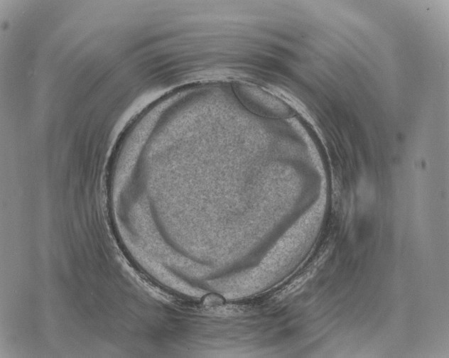 X0000072981045200608111736