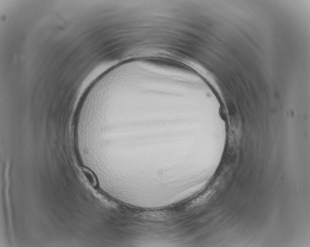 X0000072981053200608111736