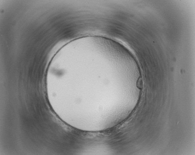 X0000072981056200608111736