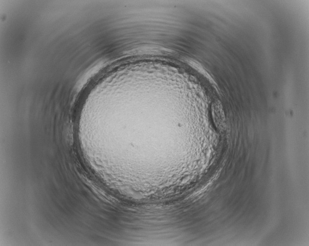 X0000072981067200608111736