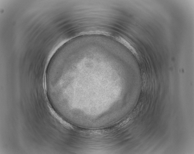 X0000072981084200608111735