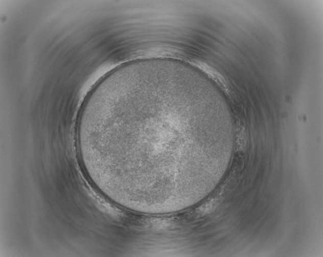 X0000072981086200608111735