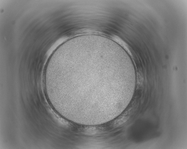 X0000072981098200608111735