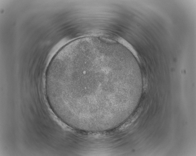 X0000072981099200608111735