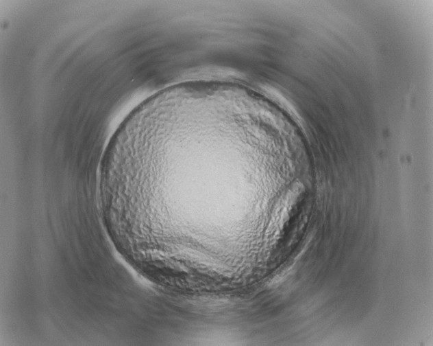 X0000072981103200608111735