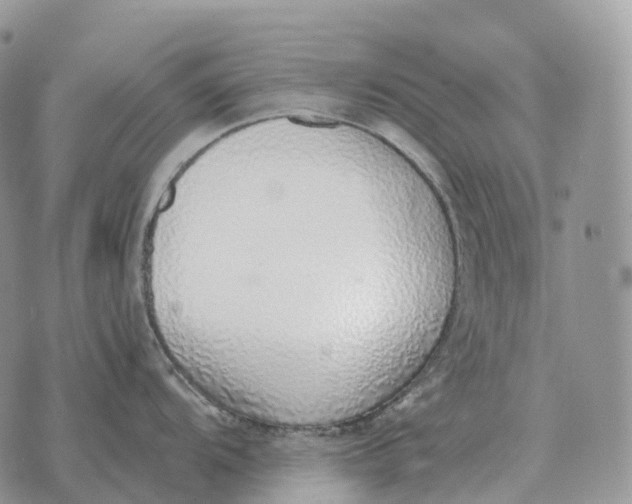 X0000072981104200608111735