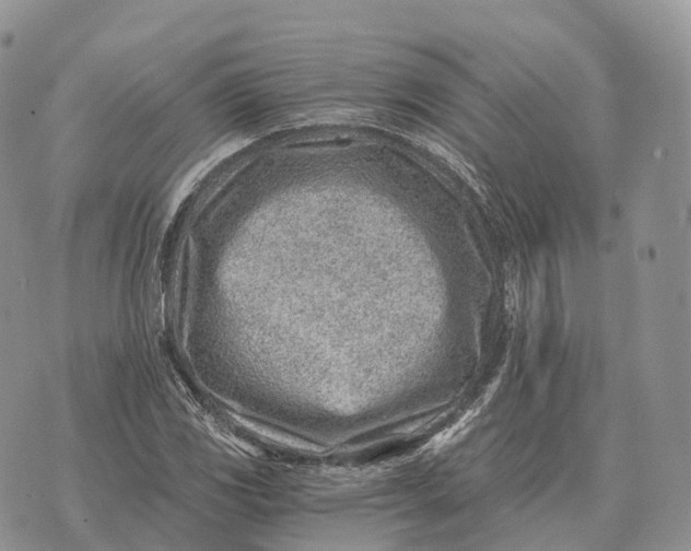 X0000072981117200608111734