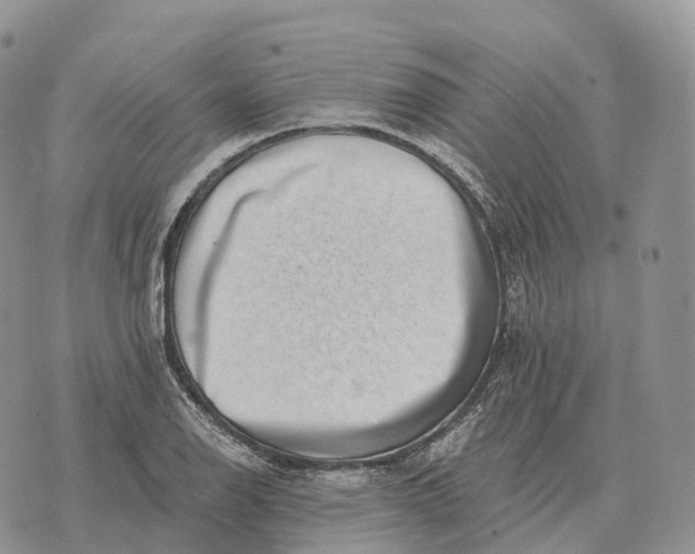 X0000072981126200608111734