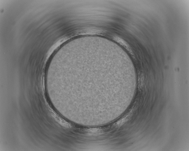 X0000072981130200608111735