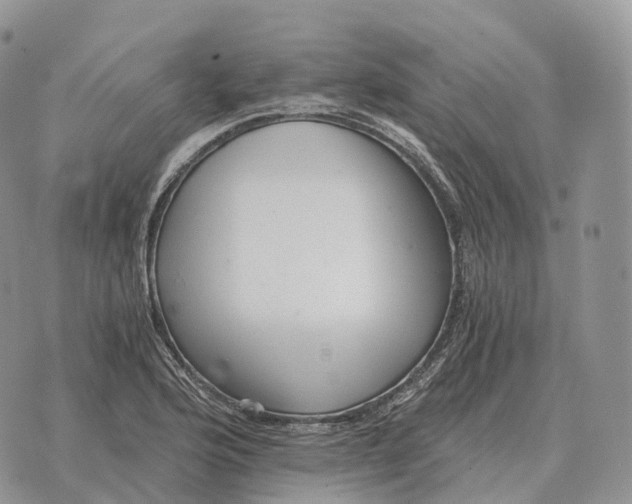 X0000072981176200608111734