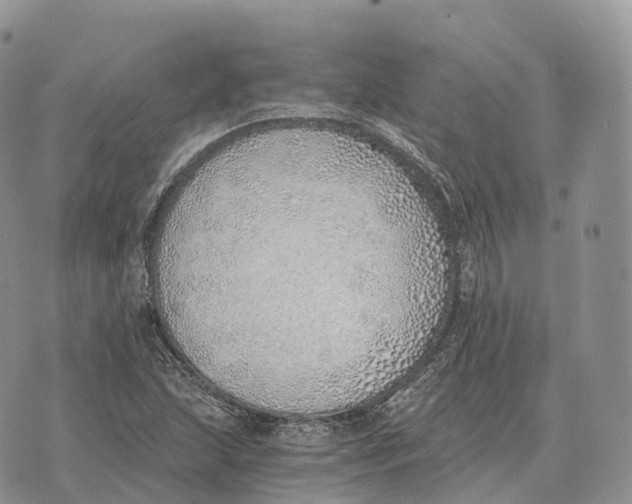 X0000072981215200608111733