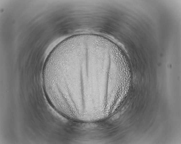 X0000072981239200608111733