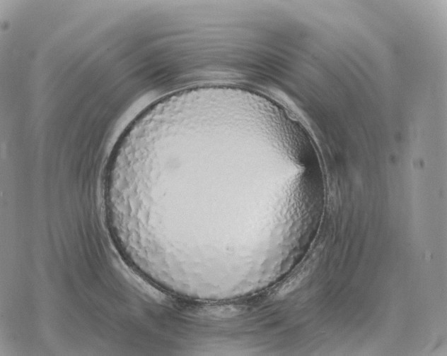 X0000072981243200608111733